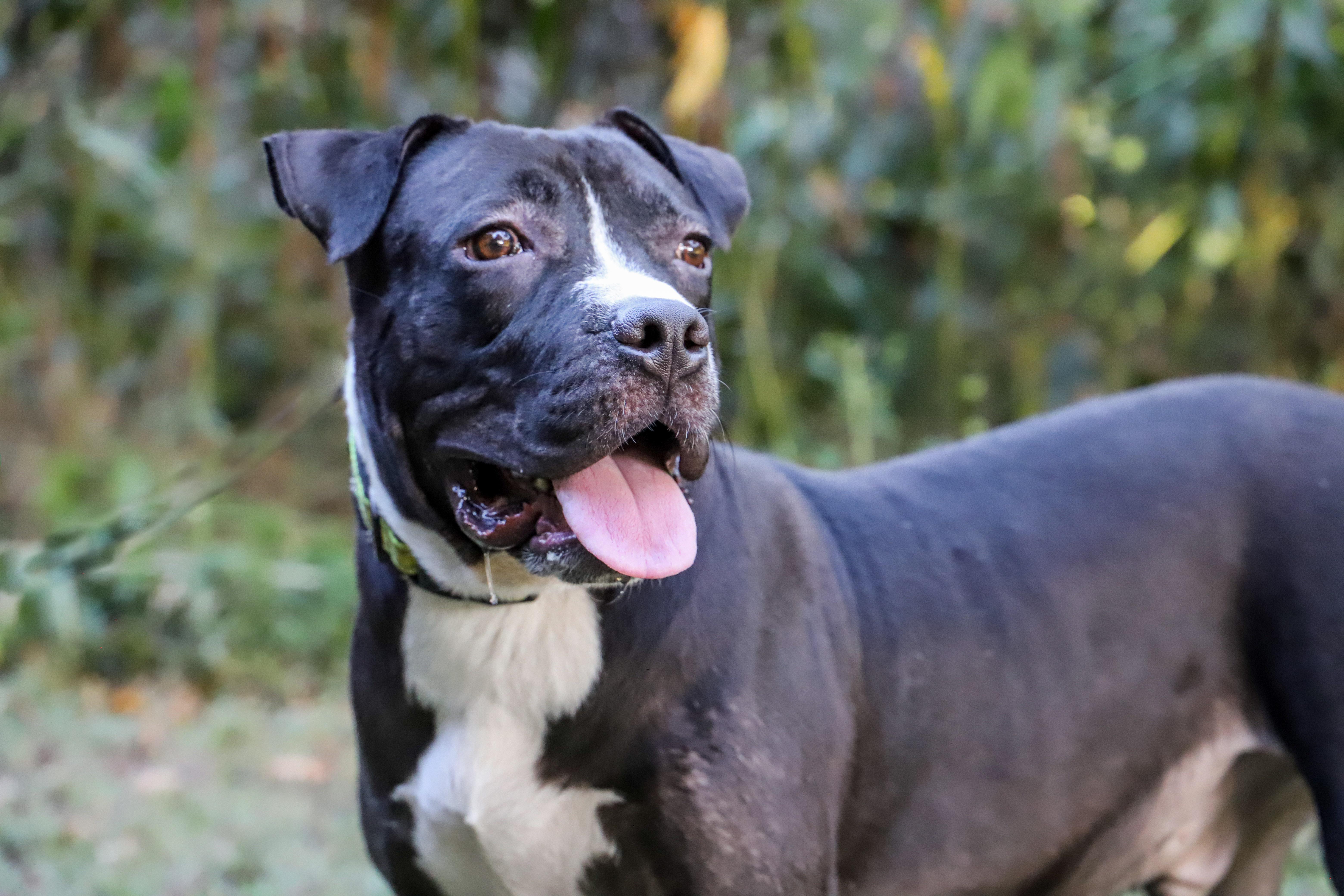 Enlarge SAUSAGE, a Adoptable mixed breed in ROWLETT, TX image 2/5