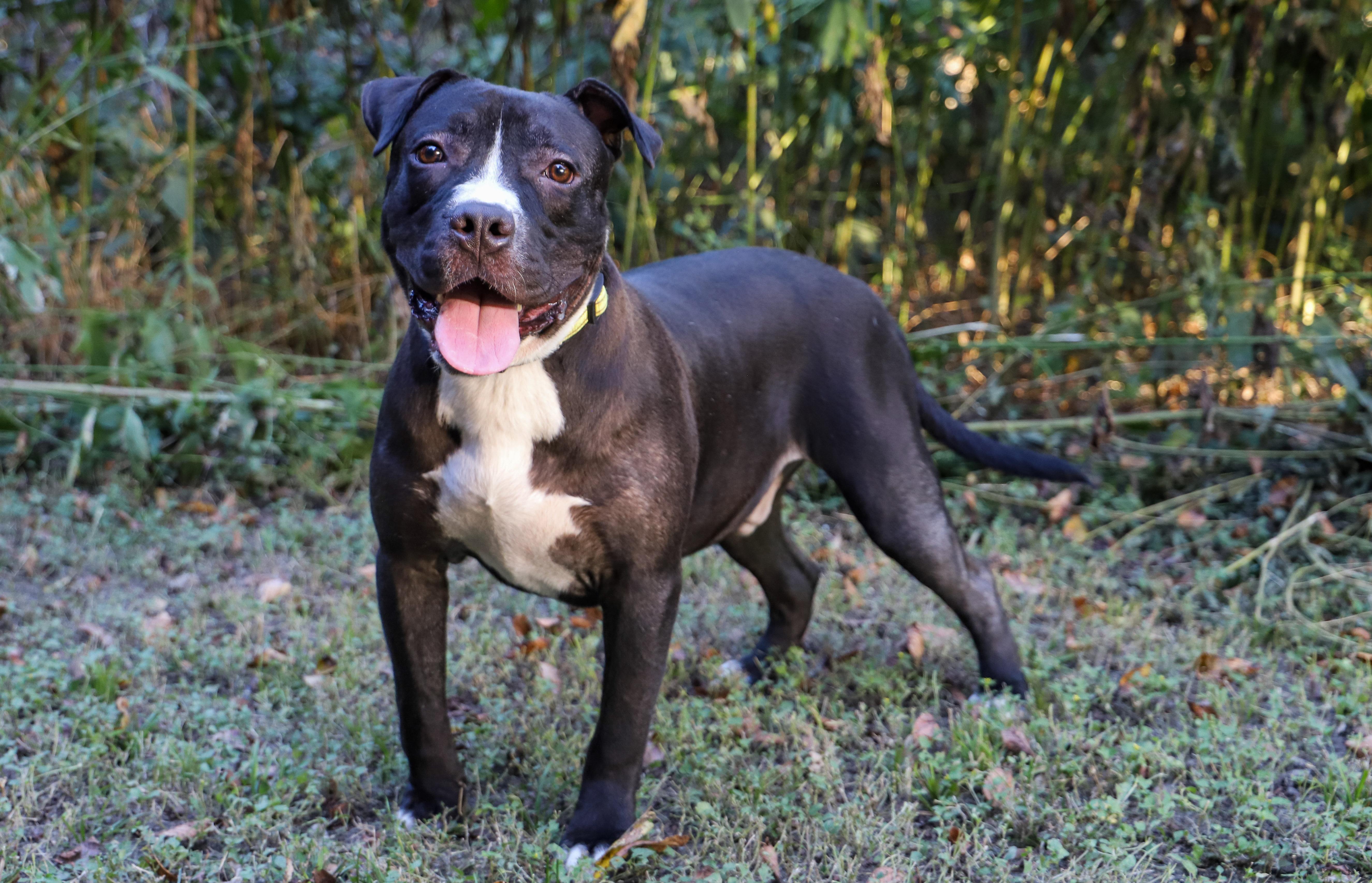 SAUSAGE, Adoptable, Young Male Pit Bull Terrier.
