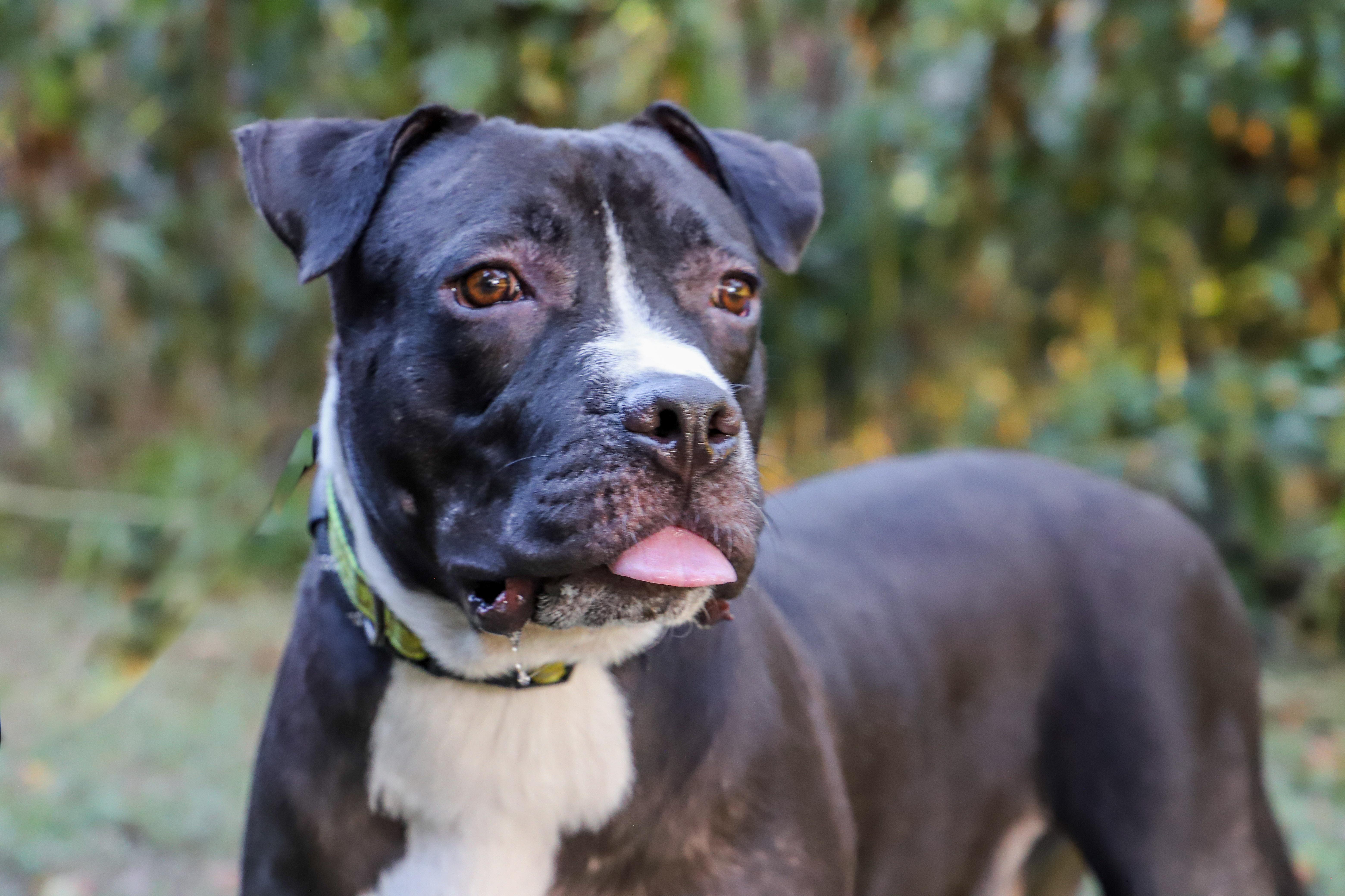 Enlarge SAUSAGE, a Adoptable mixed breed in ROWLETT, TX image 5/5