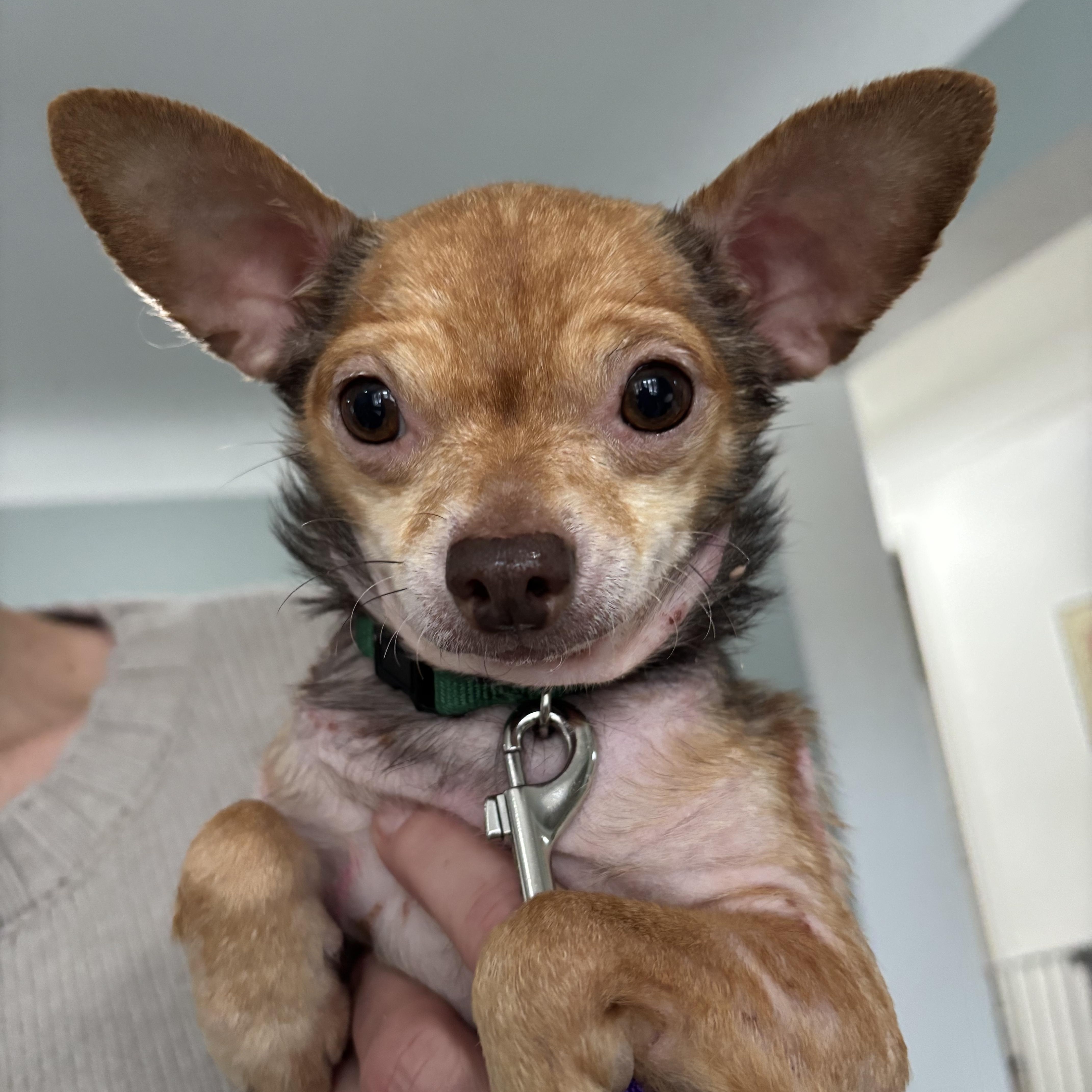 Enlarge Dino , an adopted Chihuahua in Grosse Pointe Park, MI image 1/1