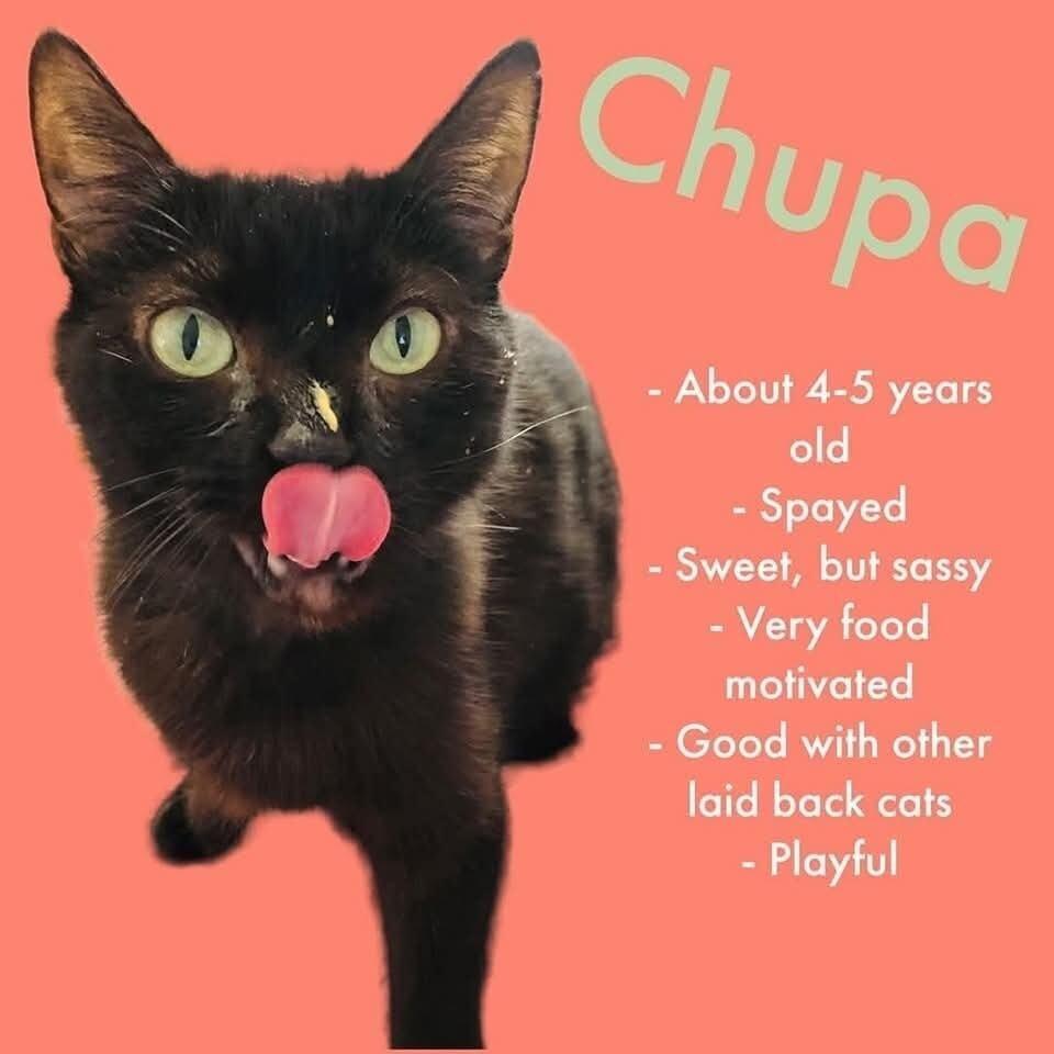 Enlarge Chupa, a Adoptable Domestic Short Hair in New Baltimore, MI image 1/1