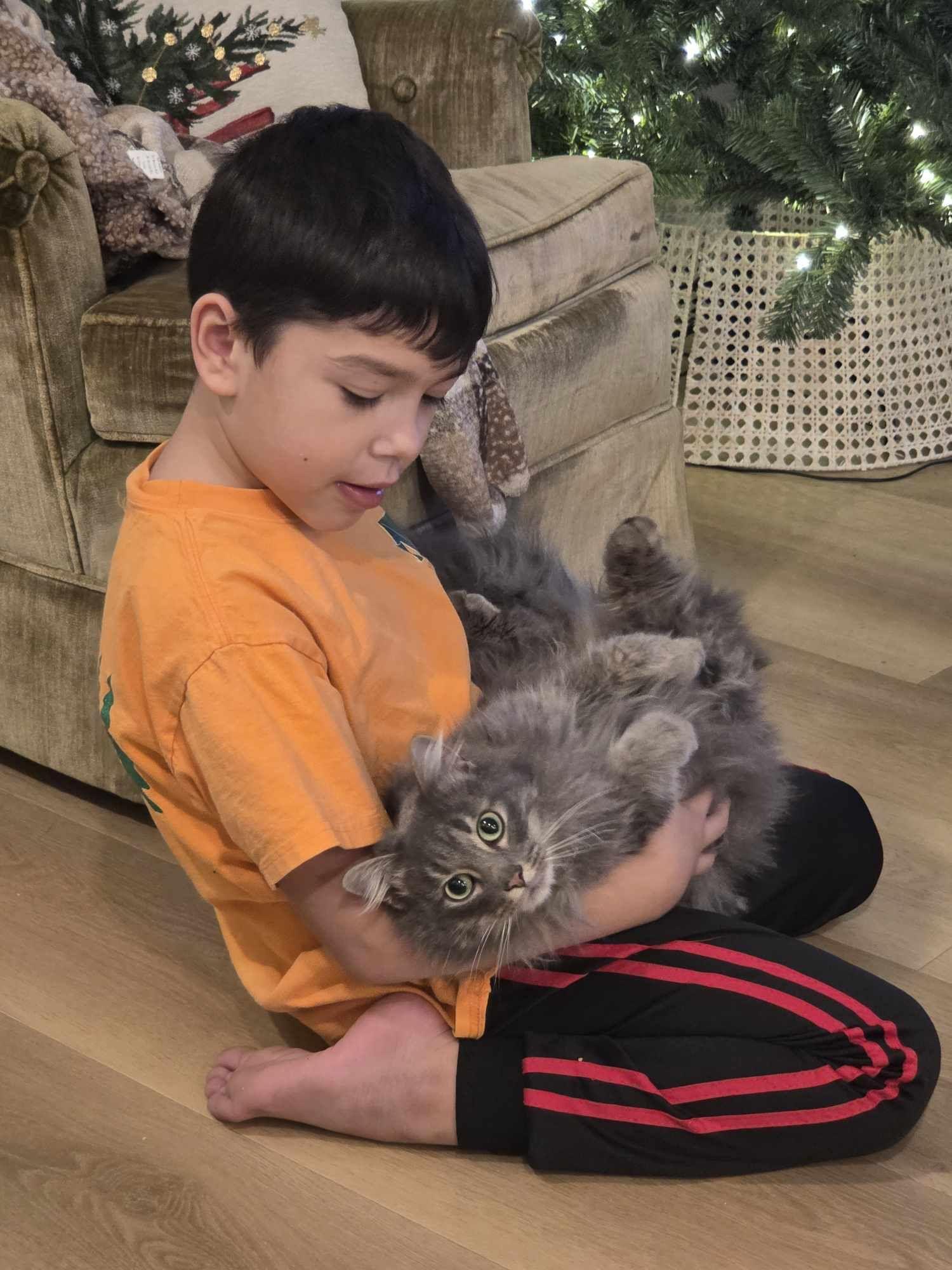 Enlarge Elara, a Adopted Domestic Long Hair in Chicago, IL image 1/2