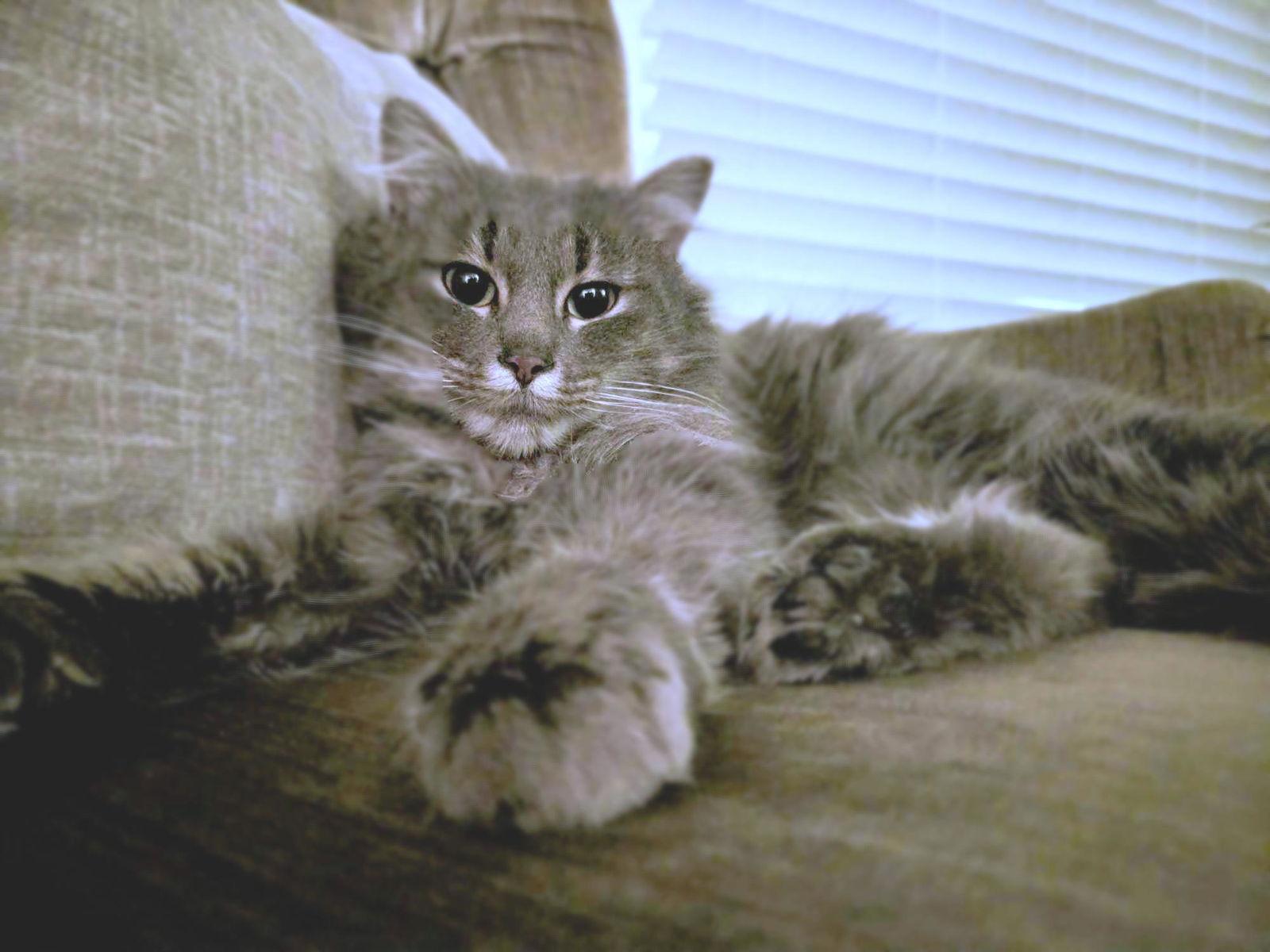 Enlarge Elara, a Adopted Domestic Long Hair in Chicago, IL image 2/2