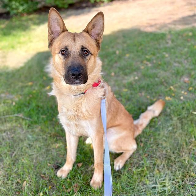 TONKA, Adoptable, Young Male German Shepherd Dog & Mixed Breed.