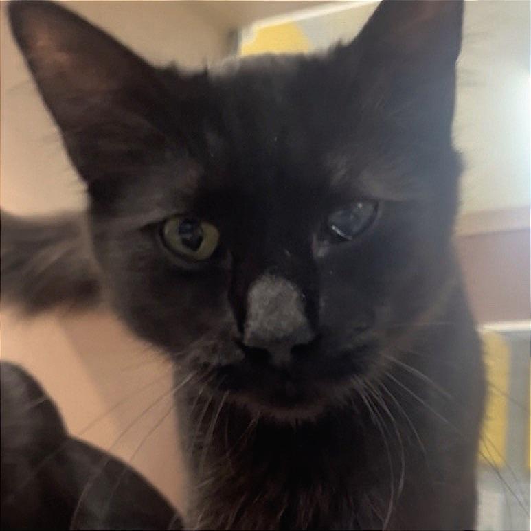 Enlarge Mister, a Adoptable Domestic Short Hair in Galveston, TX image 3/3