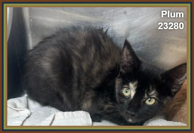 Enlarge PLUM (see also TANGERINE), a Adoptable mixed breed in Marietta, GA image 1/4
