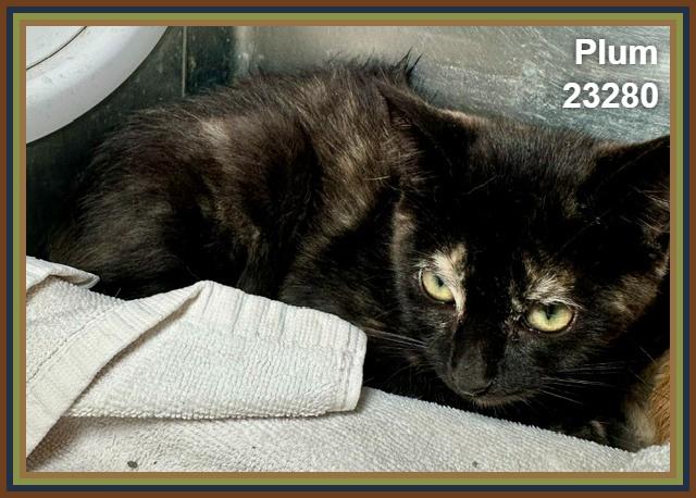 Enlarge PLUM (see also TANGERINE), a Adoptable mixed breed in Marietta, GA image 4/4