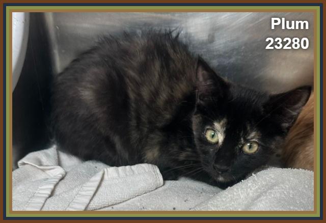 Enlarge PLUM (see also TANGERINE), a Adoptable mixed breed in Marietta, GA image 2/4