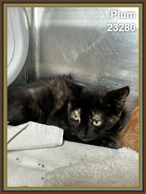 Enlarge PLUM (see also TANGERINE), a Adoptable mixed breed in Marietta, GA image 3/4