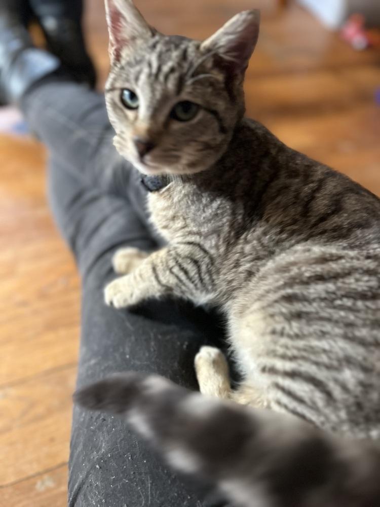 Enlarge Dave, a Adoptable Domestic Short Hair in Emporia, KS image 1/6