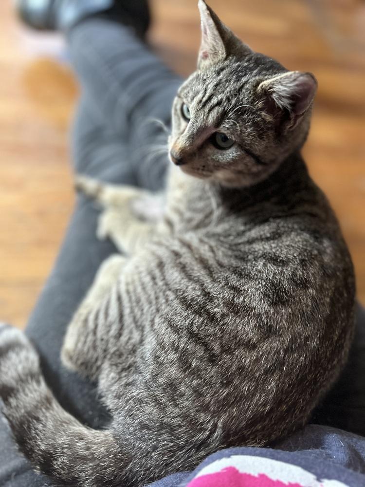 Enlarge Dave, a Adoptable Domestic Short Hair in Emporia, KS image 2/6