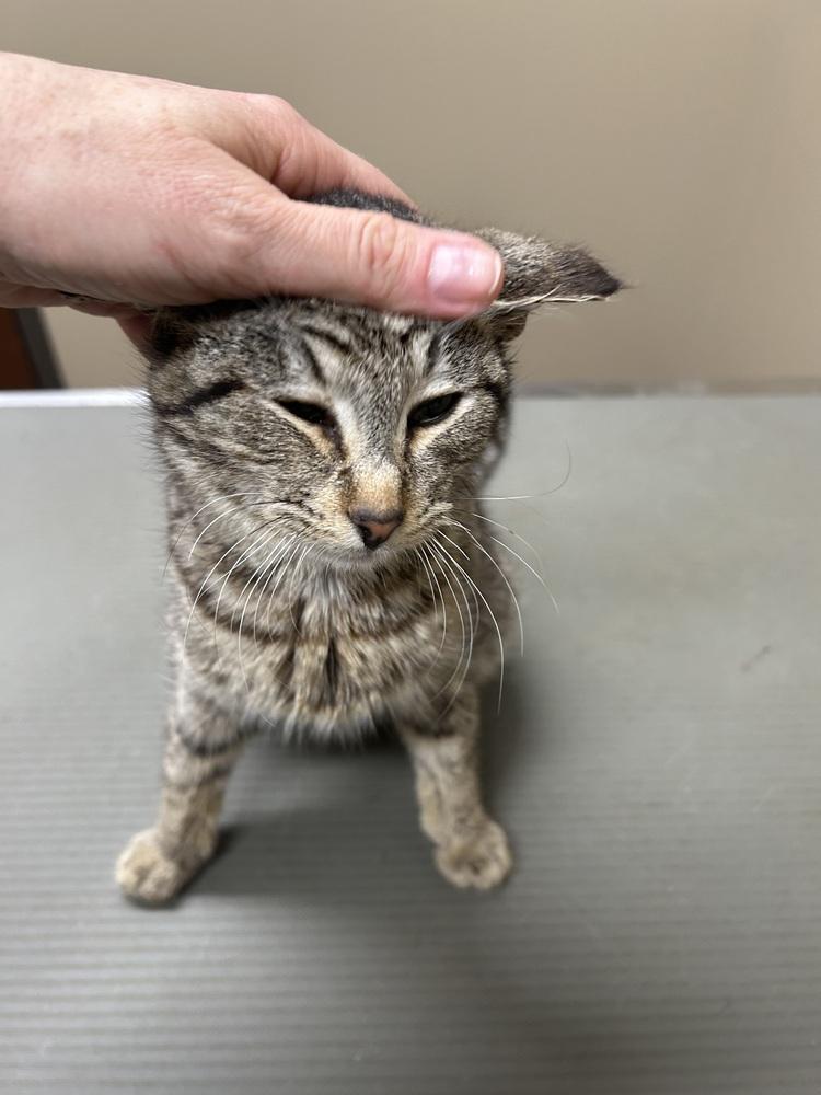 Enlarge Dave, a Adoptable Domestic Short Hair in Emporia, KS image 3/6