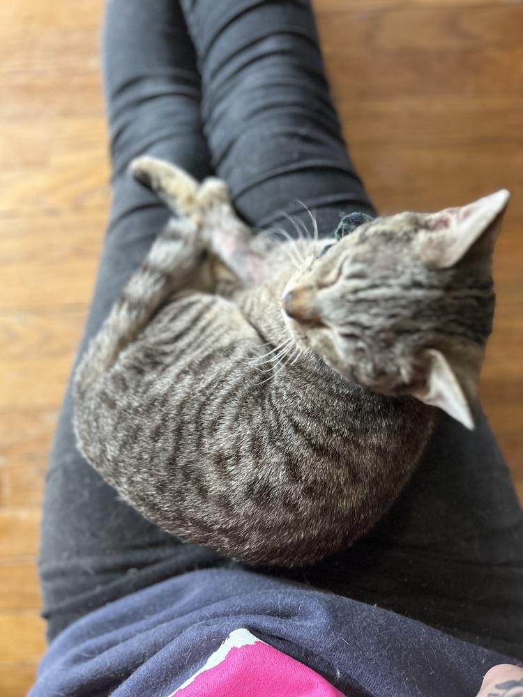 Enlarge Dave, a Adoptable Domestic Short Hair in Emporia, KS image 4/6