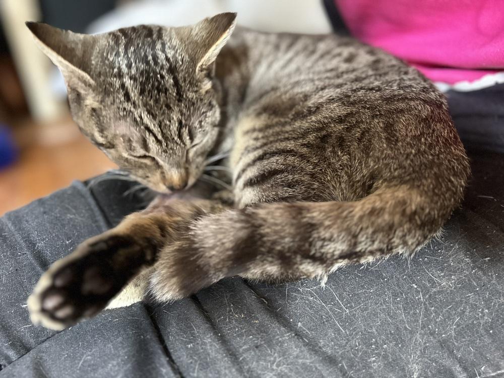 Enlarge Dave, a Adoptable Domestic Short Hair in Emporia, KS image 5/6