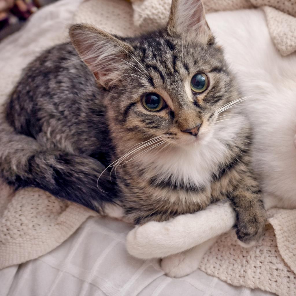 Kellie, Adoptable, Kitten Male American Shorthair.