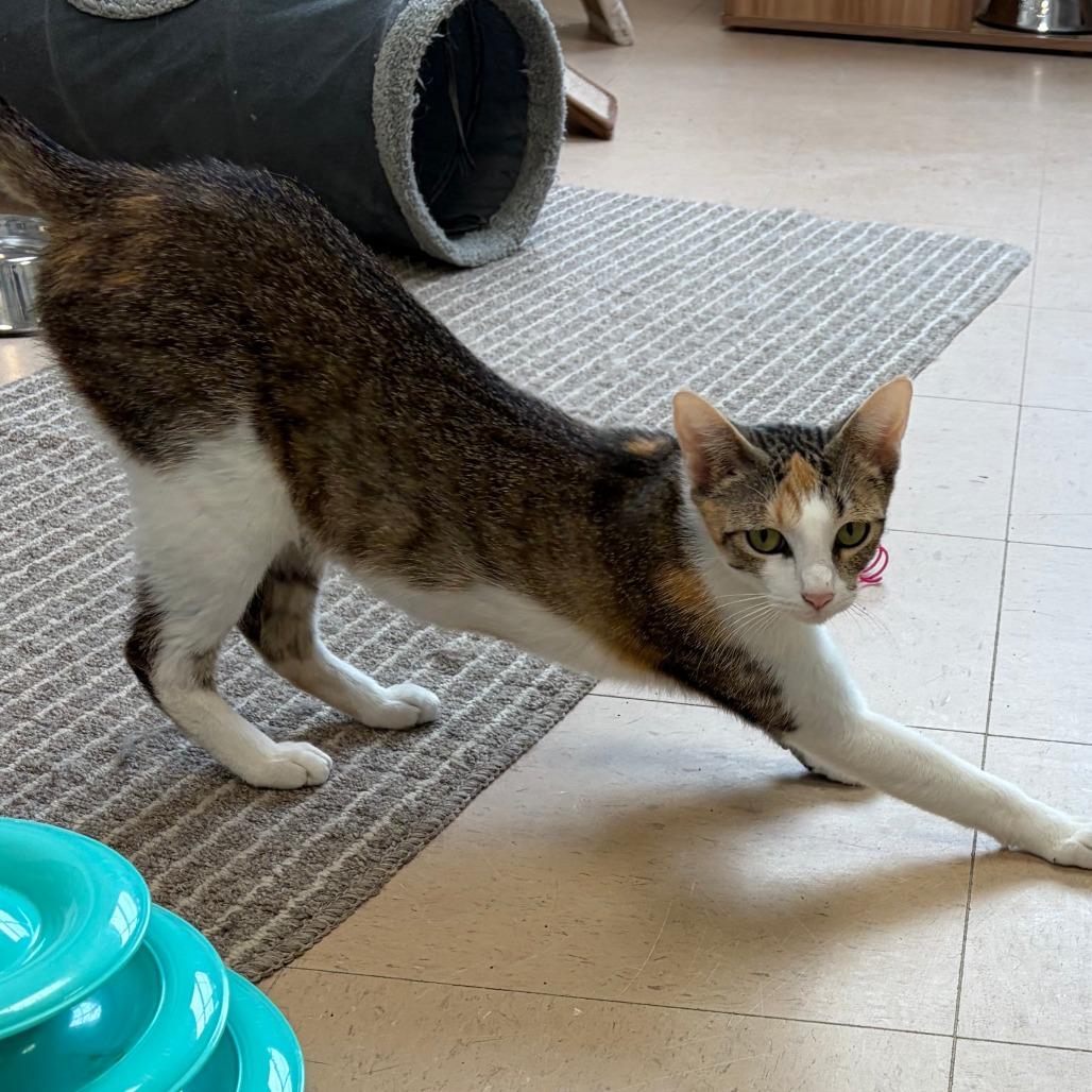 Jasmine, Adoptable, Young Female Domestic Short Hair.