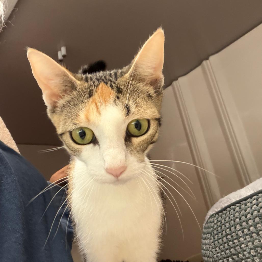 Jasmine, a Adoptable Domestic Short Hair in Greensboro, GA image 2/2