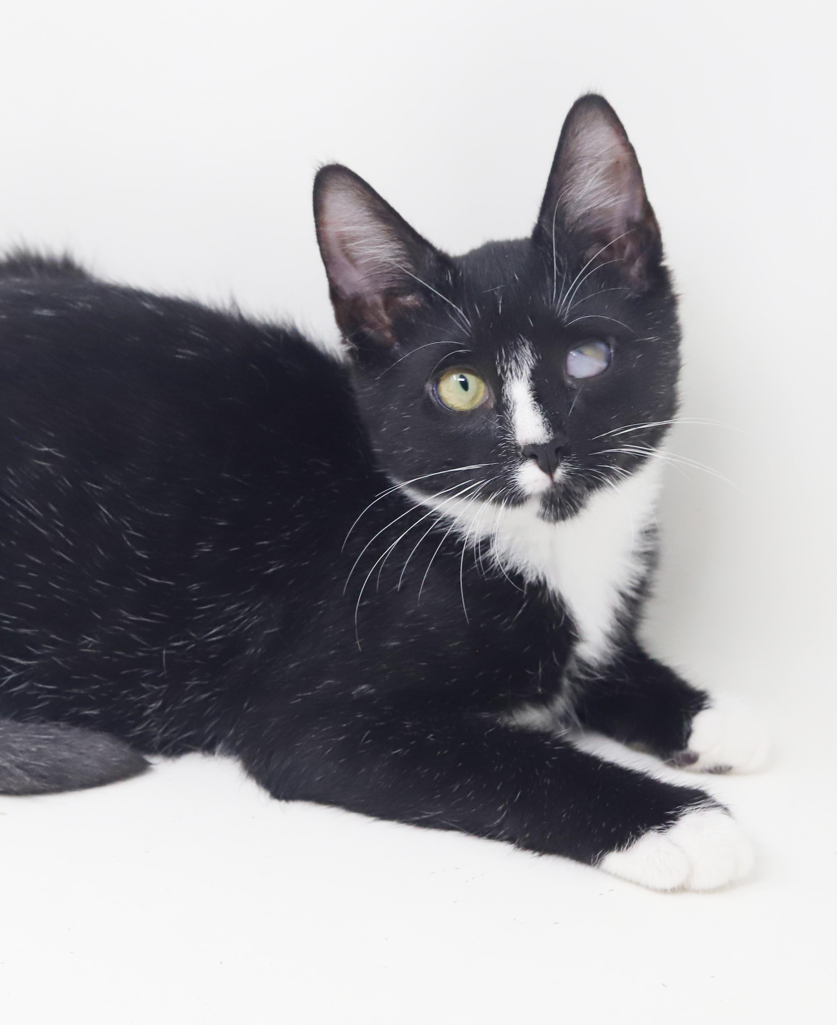 Enlarge Rocko is RIDICULOUSLY sweet - funky eye makes him cooler - THERAPY KITTEN - OLD ENOUGH TO GO SOLO, a Adoptable mixed breed in Bedford Hills, NY image 4/6
