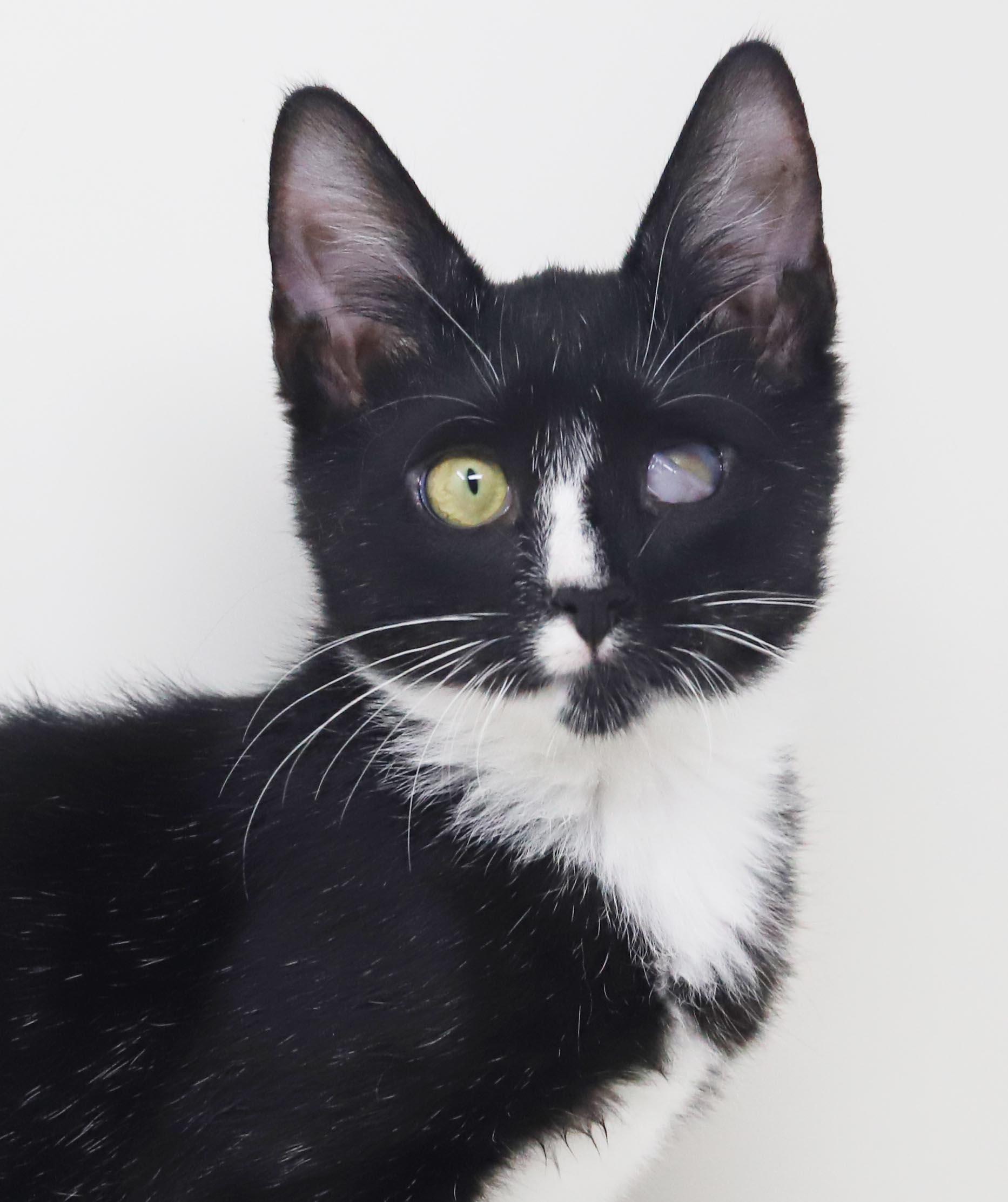 Enlarge Rocko is RIDICULOUSLY sweet - funky eye makes him cooler - THERAPY KITTEN - OLD ENOUGH TO GO SOLO, a Adoptable mixed breed in Bedford Hills, NY image 6/6