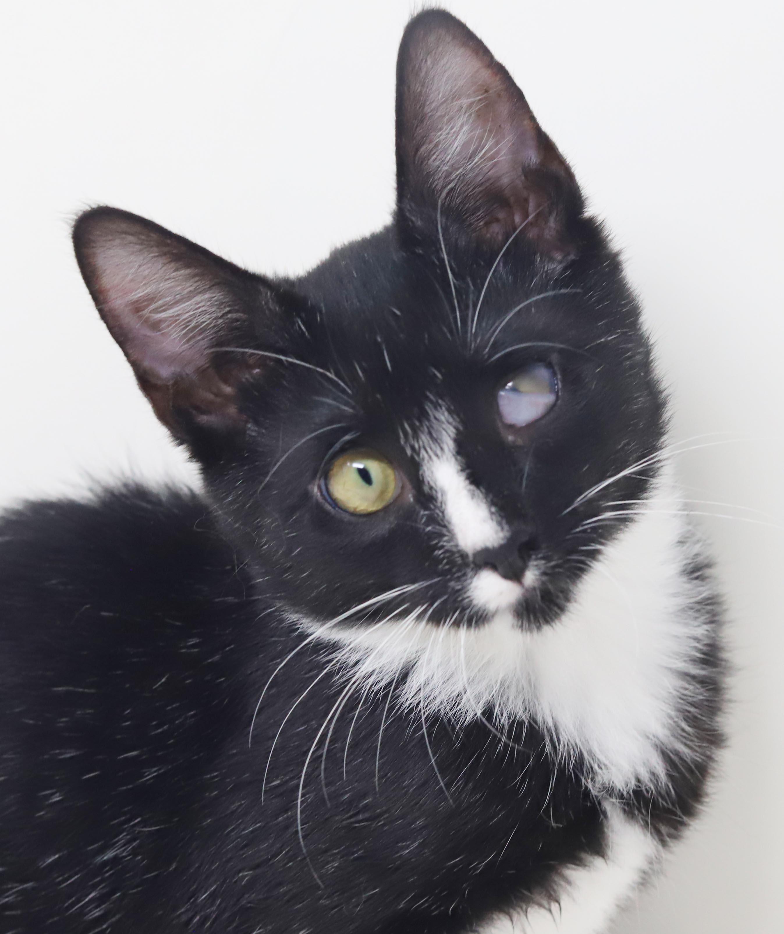 Enlarge Rocko is RIDICULOUSLY sweet - funky eye makes him cooler - THERAPY KITTEN - OLD ENOUGH TO GO SOLO, a Adoptable mixed breed in Bedford Hills, NY image 3/6