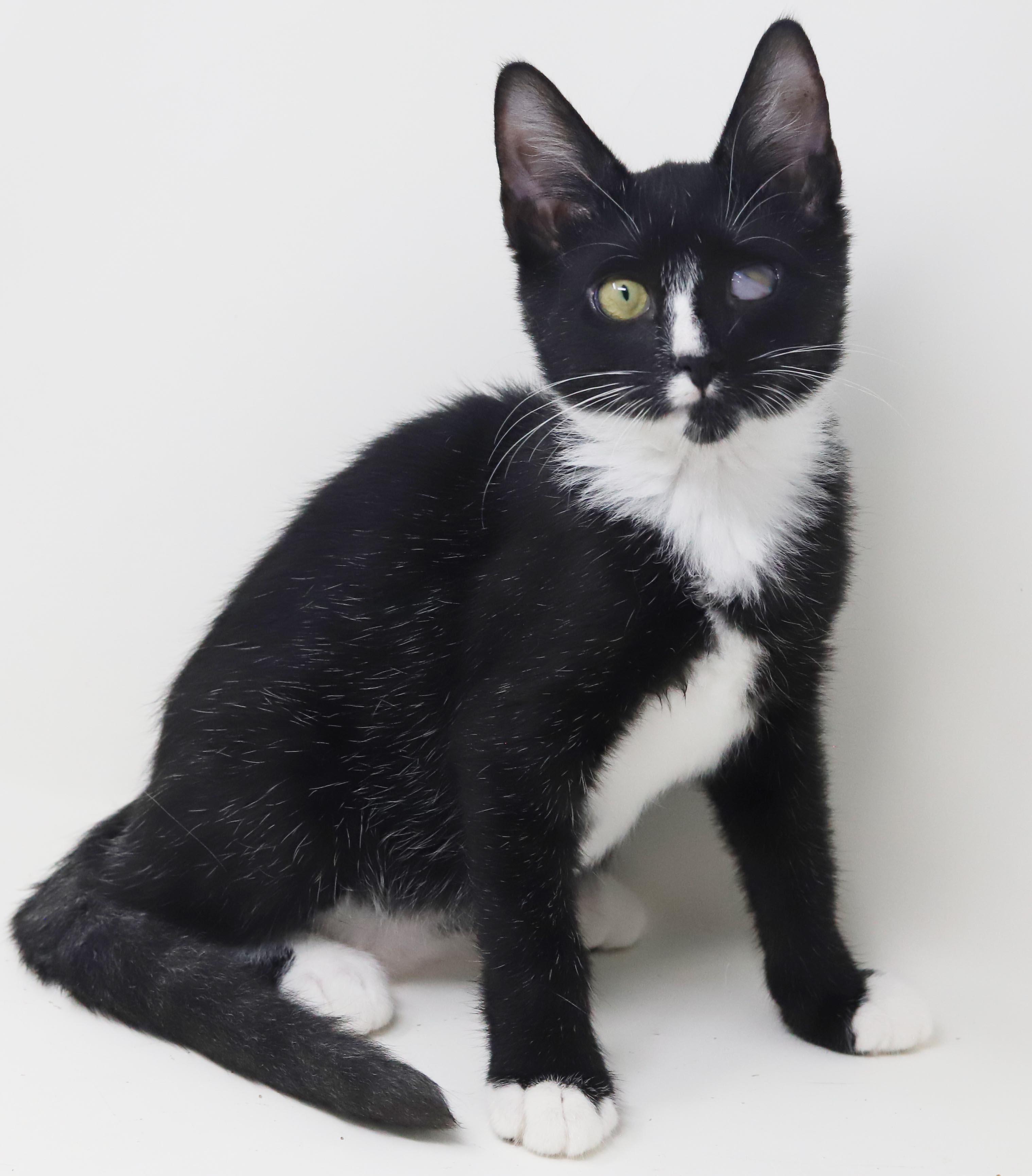 Rocko is RIDICULOUSLY sweet - funky eye makes him cooler - THERAPY KITTEN - OLD ENOUGH TO GO SOLO, Adoptable, Kitten Male Tuxedo & Turkish Van.