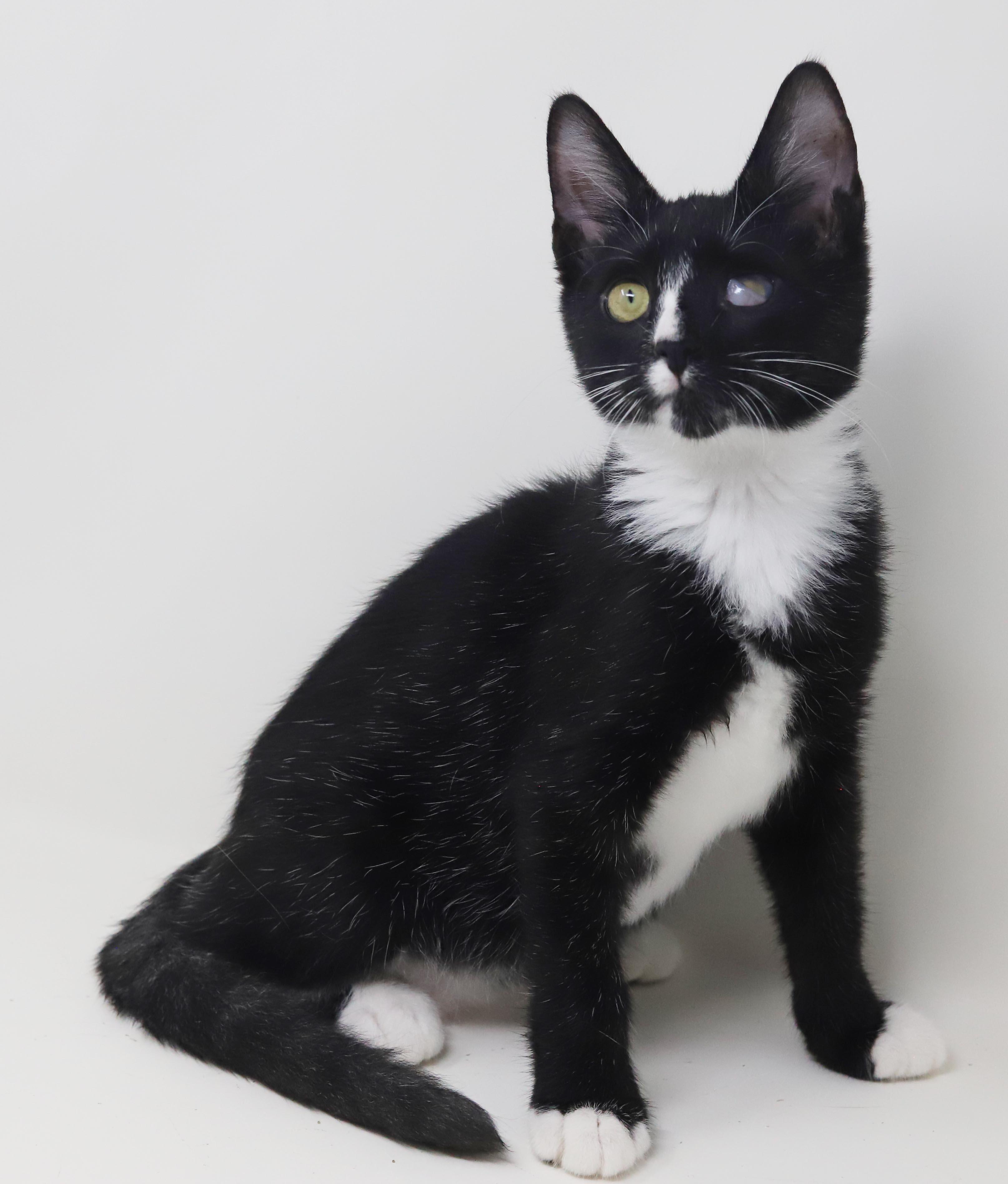 Enlarge Rocko is RIDICULOUSLY sweet - funky eye makes him cooler - THERAPY KITTEN - OLD ENOUGH TO GO SOLO, a Adoptable mixed breed in Bedford Hills, NY image 5/6