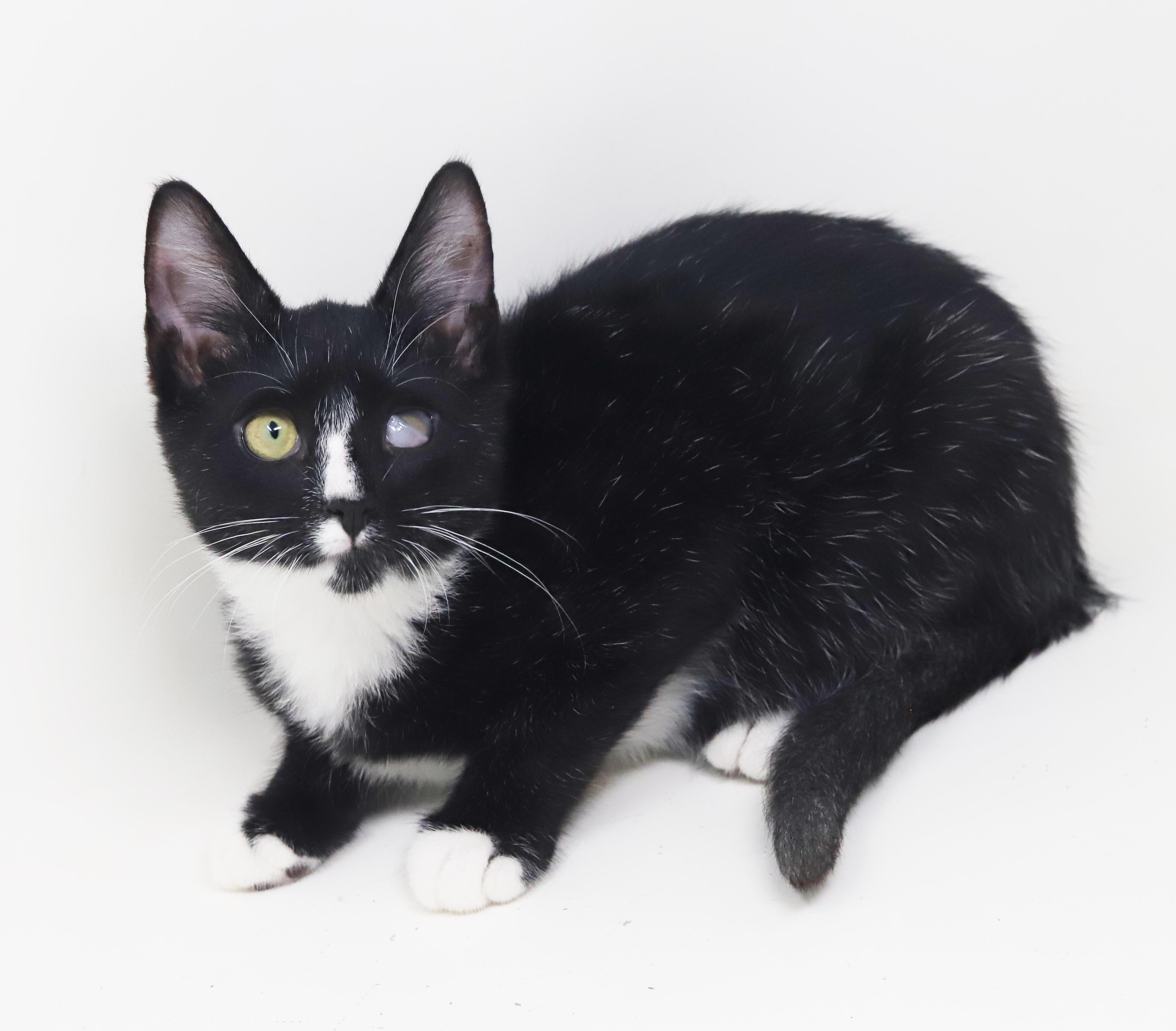 Enlarge Rocko is RIDICULOUSLY sweet - funky eye makes him cooler - THERAPY KITTEN - OLD ENOUGH TO GO SOLO, a Adoptable mixed breed in Bedford Hills, NY image 2/6