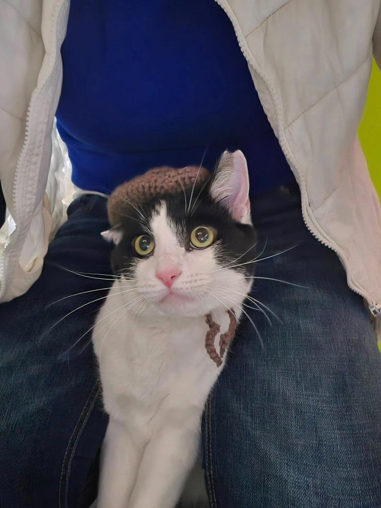 Enlarge Jaxy, a Adoptable mixed breed image 1/4