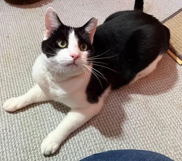 Jaxy, Adoptable, Adult Male Domestic Short Hair.