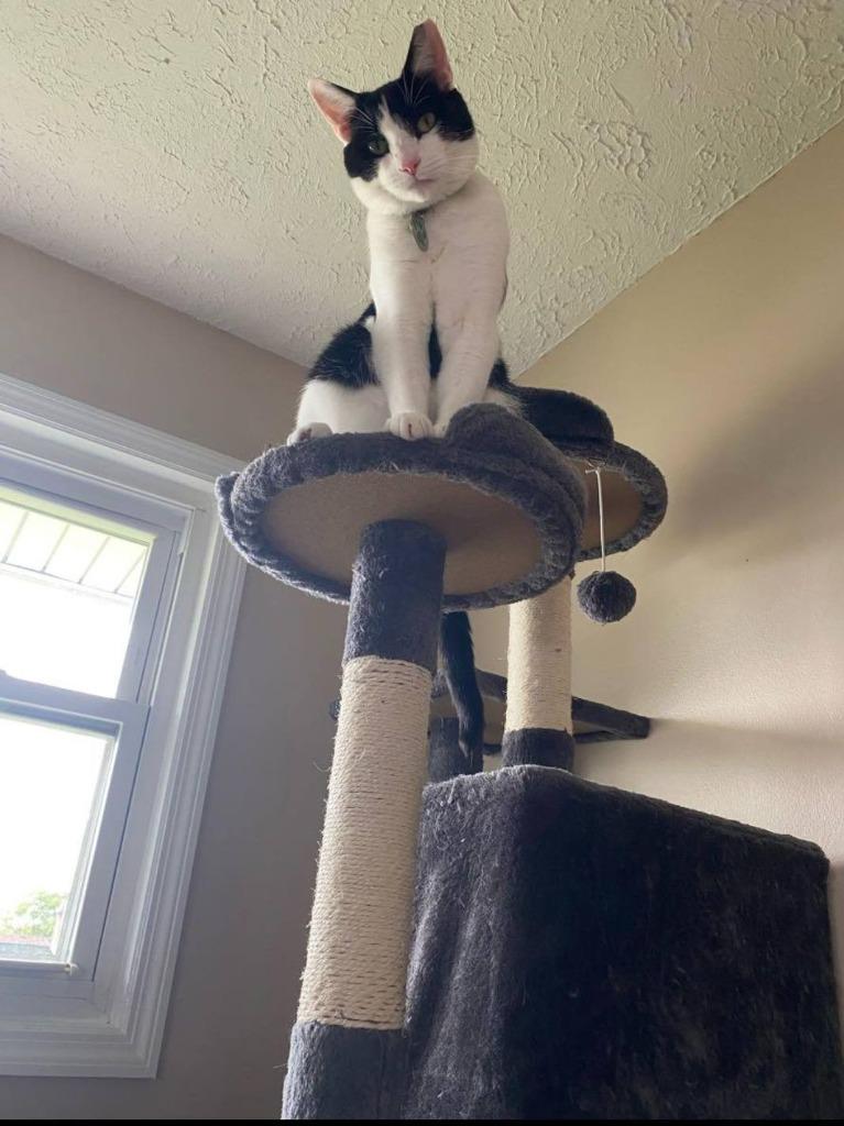 Enlarge Jaxy, a Adoptable mixed breed image 3/4