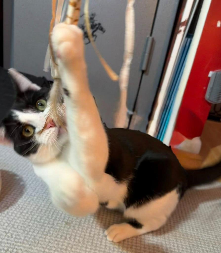 Enlarge Jaxy, a Adoptable mixed breed image 4/4