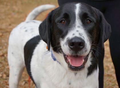 Apollo Creed, Adoptable, Adult Male Great Pyrenees & Mixed Breed.