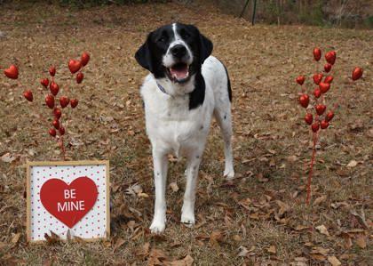 Apollo Creed, Adoptable, Adult Male Great Pyrenees & Mixed Breed.