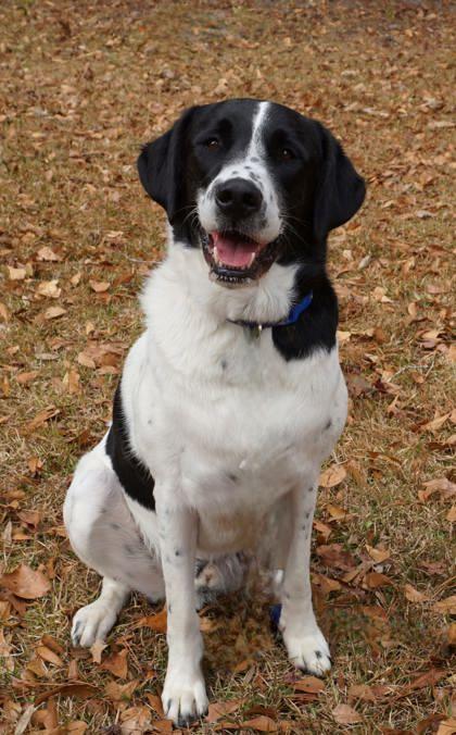 Enlarge Apollo Creed, a Adoptable mixed breed in Savannah, GA image 3/3