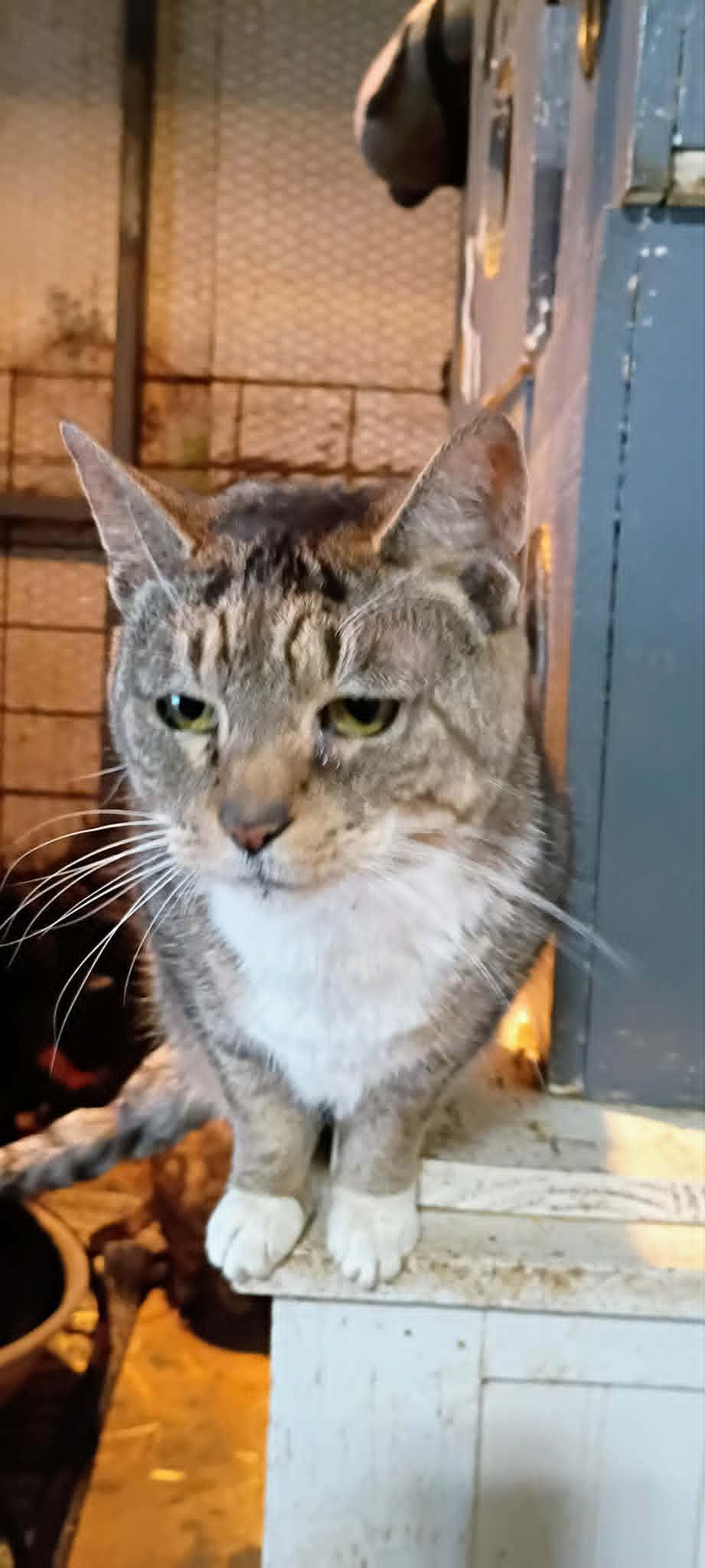 Enlarge Tina, a ADOPTABLE Domestic Short Hair in Mountain City, TN image 1/1