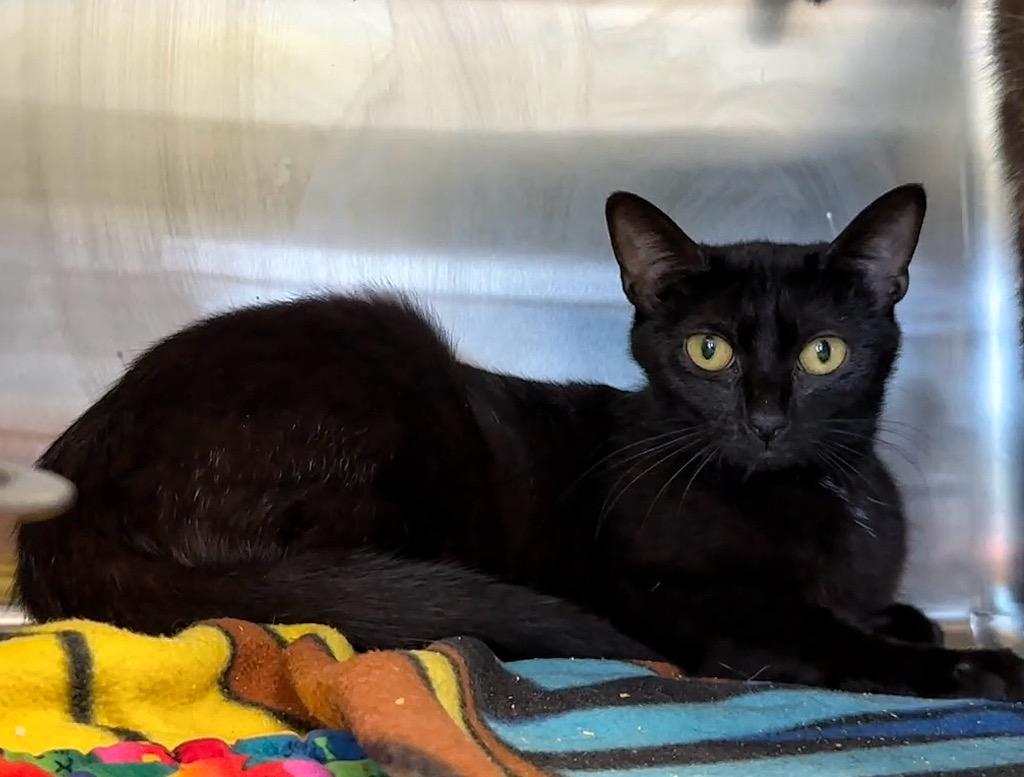 Bellany, Adoptable, Young Female Domestic Short Hair.