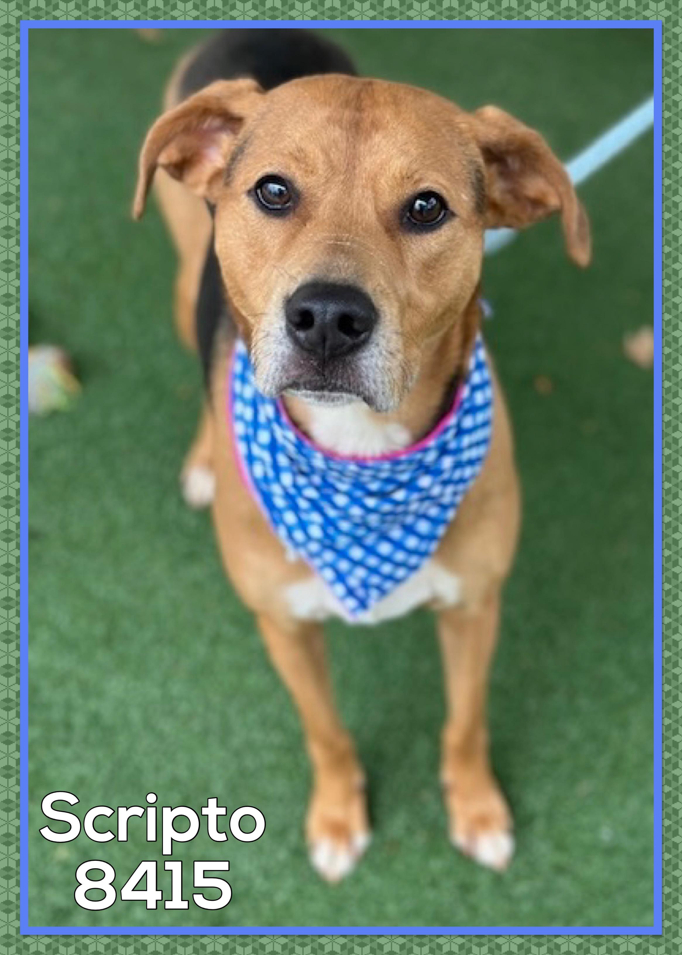 SCRIPTO, adoptable, Adult Male Hound.