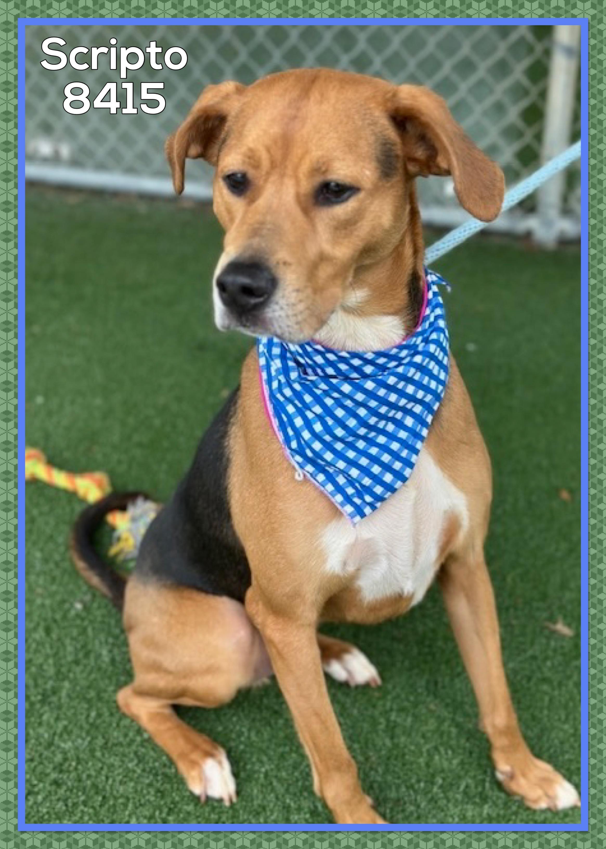 Enlarge SCRIPTO, an adoptable mixed breed in Marietta, GA image 4/5