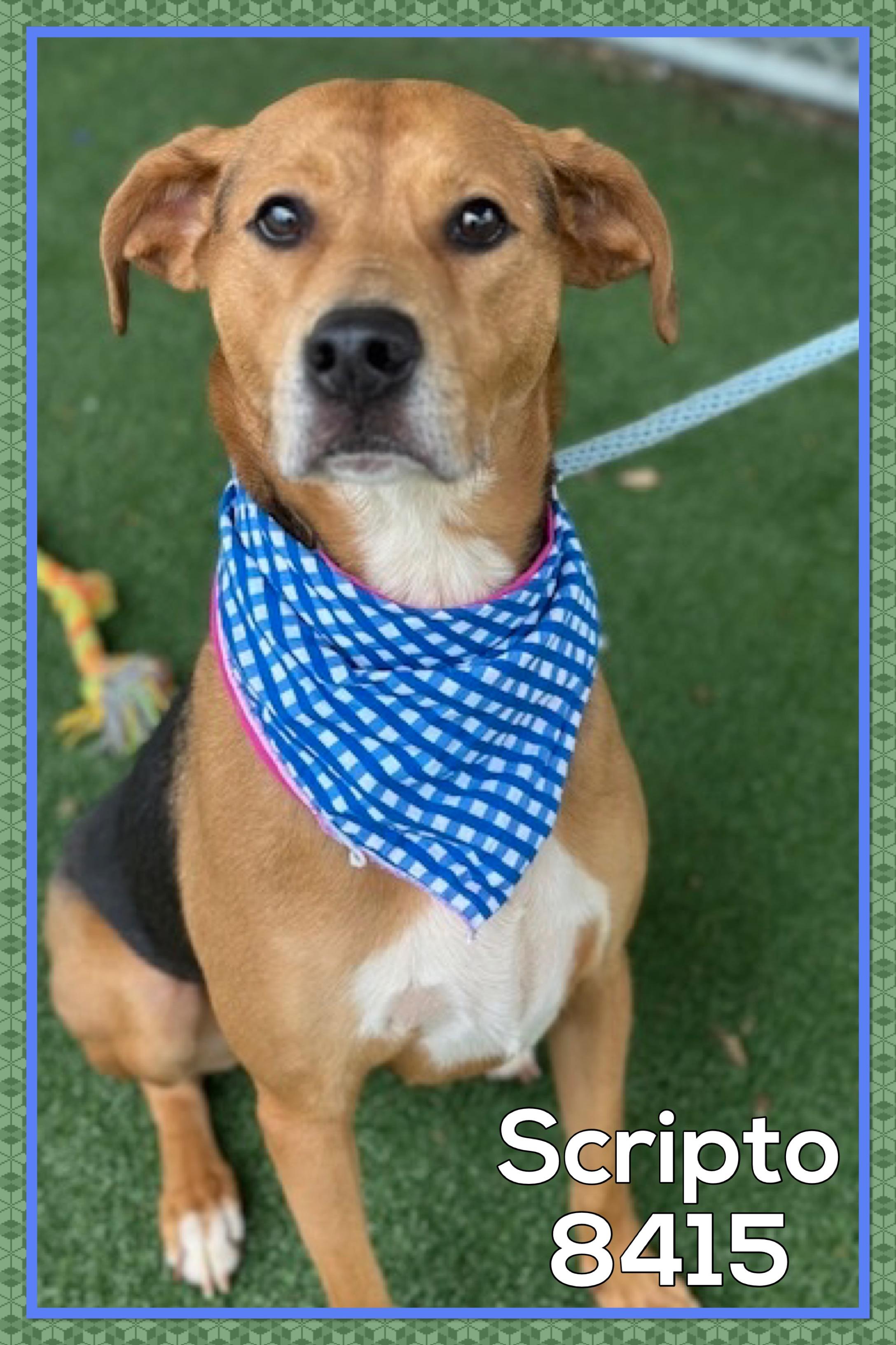 Enlarge SCRIPTO, an adoptable mixed breed in Marietta, GA image 2/5