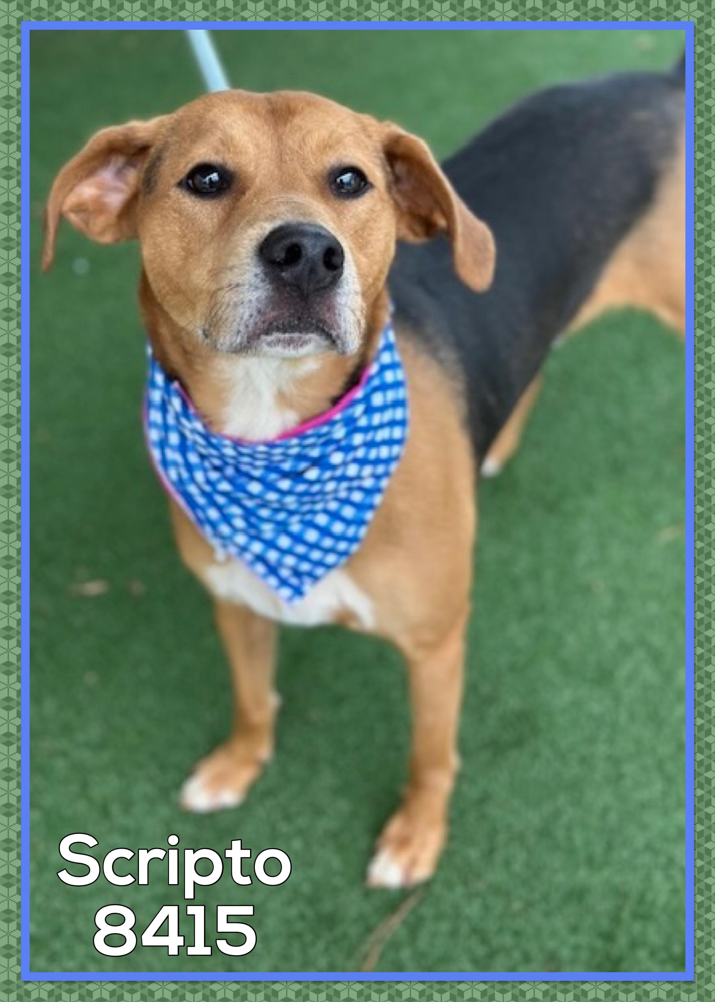 Enlarge SCRIPTO, an adoptable mixed breed in Marietta, GA image 3/5