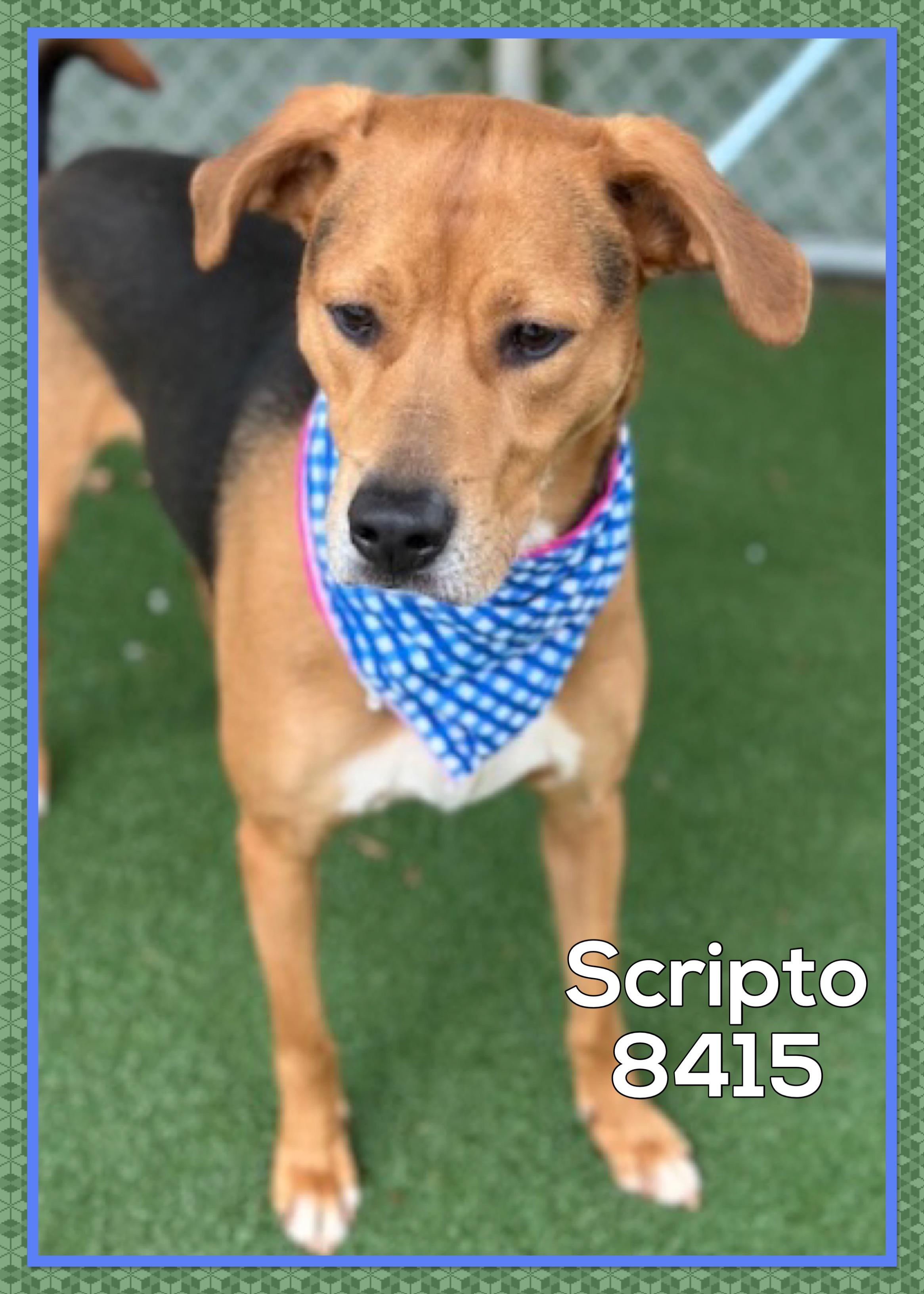 Enlarge SCRIPTO, an adoptable mixed breed in Marietta, GA image 5/5