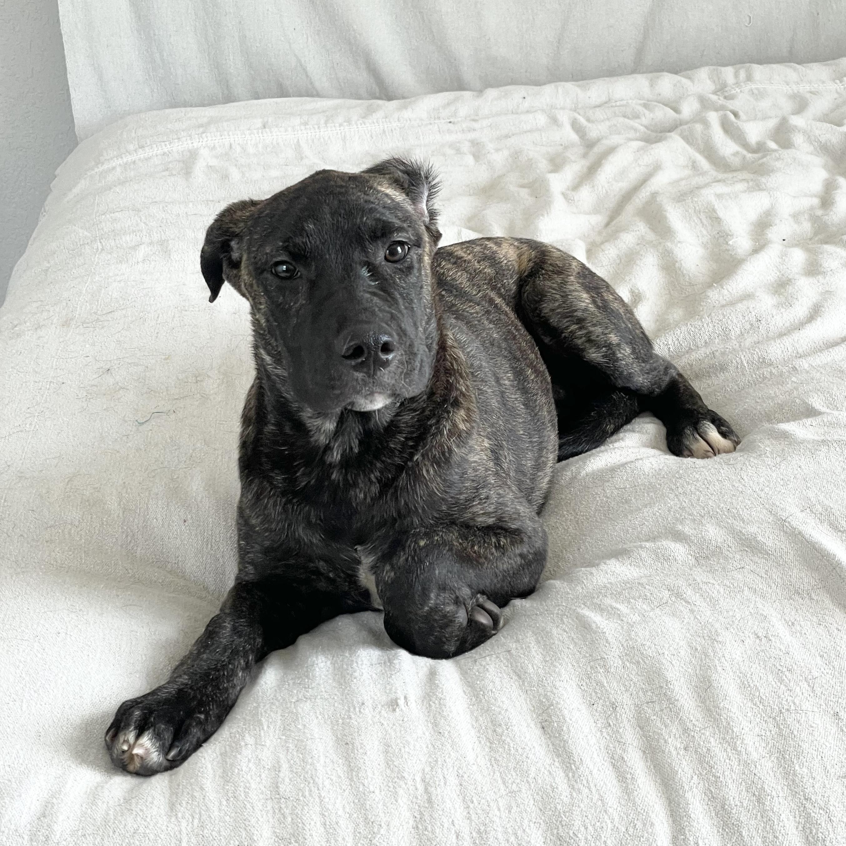 Enlarge Perfect Gaia, a Adoptable mixed breed in West Hartford , CT image 2/5