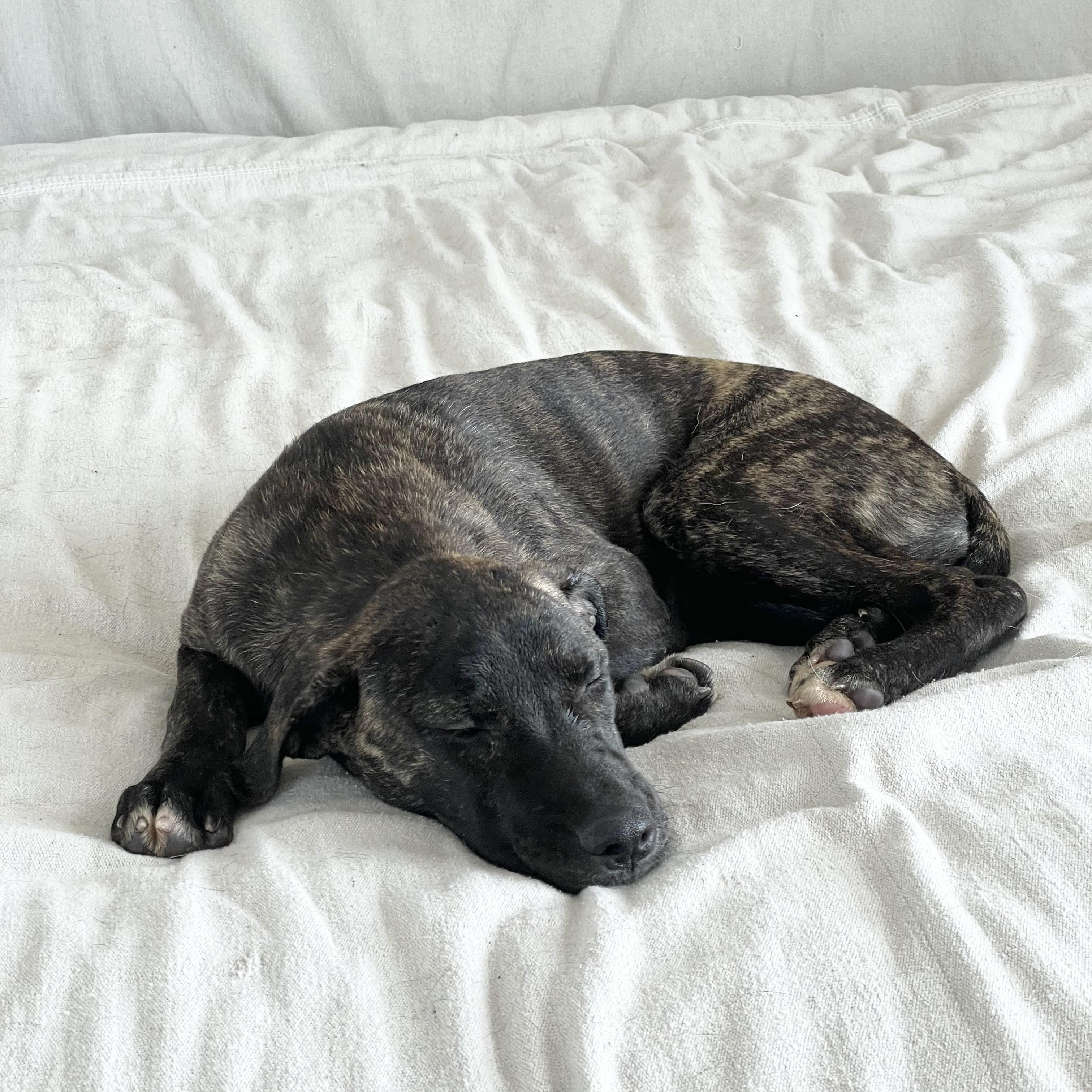 Enlarge Perfect Gaia, a Adoptable mixed breed in West Hartford , CT image 5/5