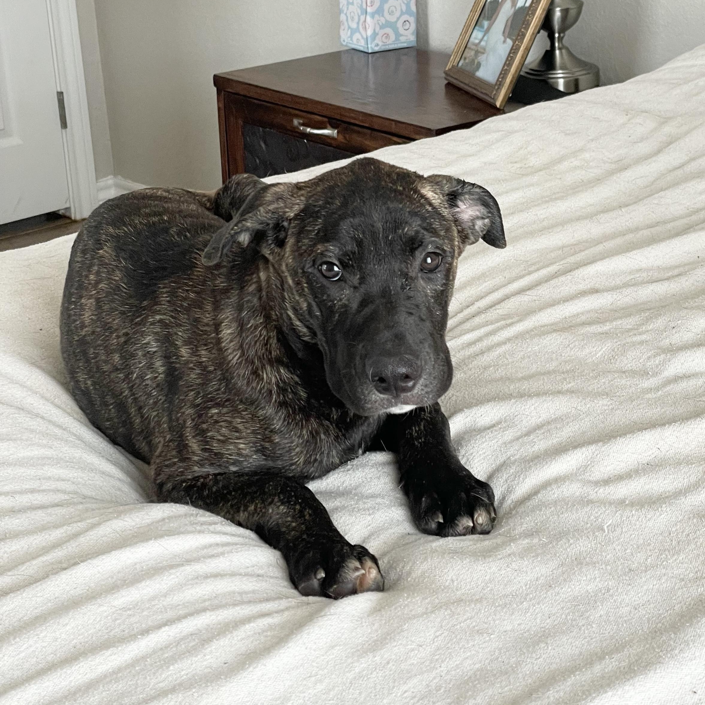 Enlarge Perfect Gaia, a Adoptable mixed breed in West Hartford , CT image 3/5