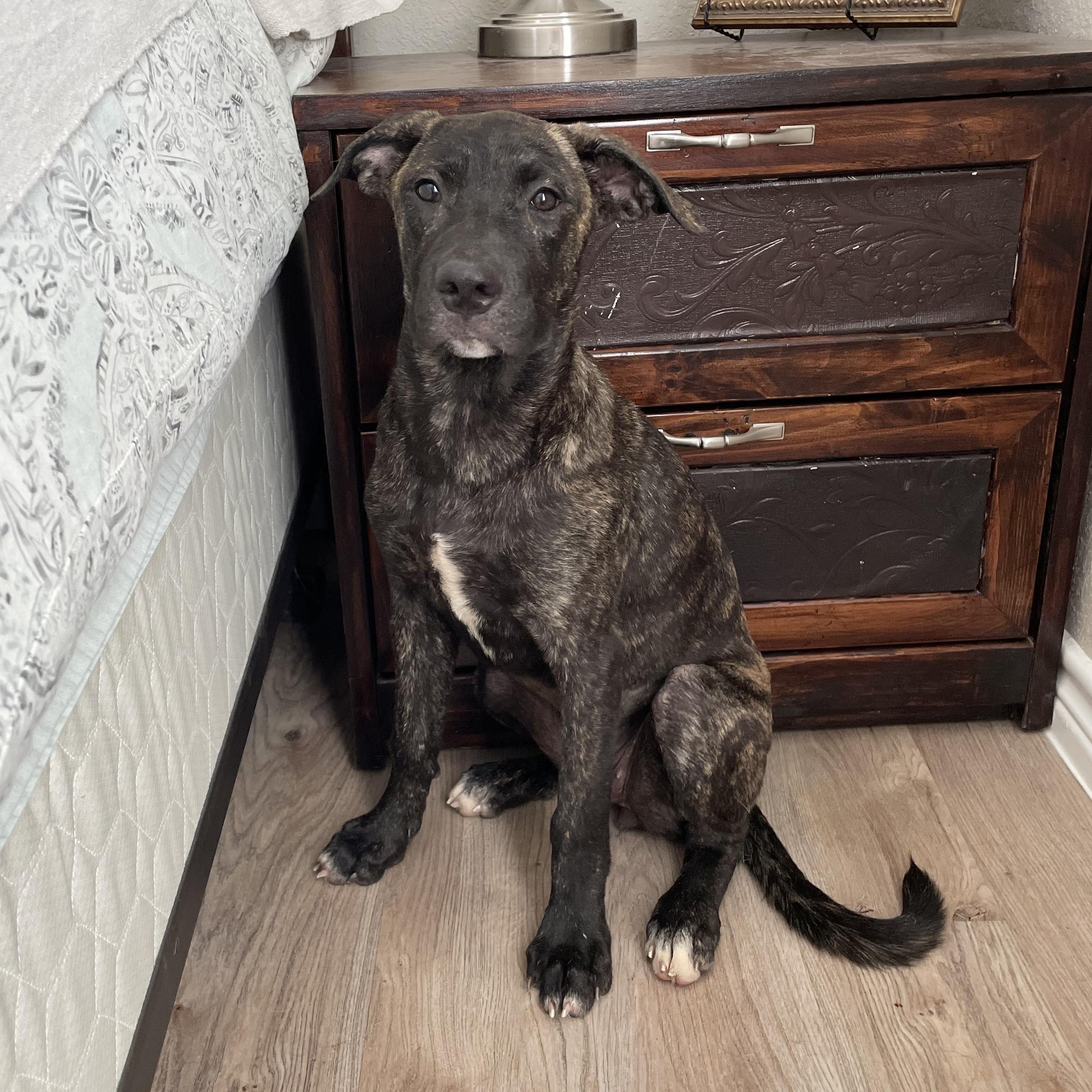 Enlarge Perfect Gaia, a Adoptable mixed breed in West Hartford , CT image 1/5