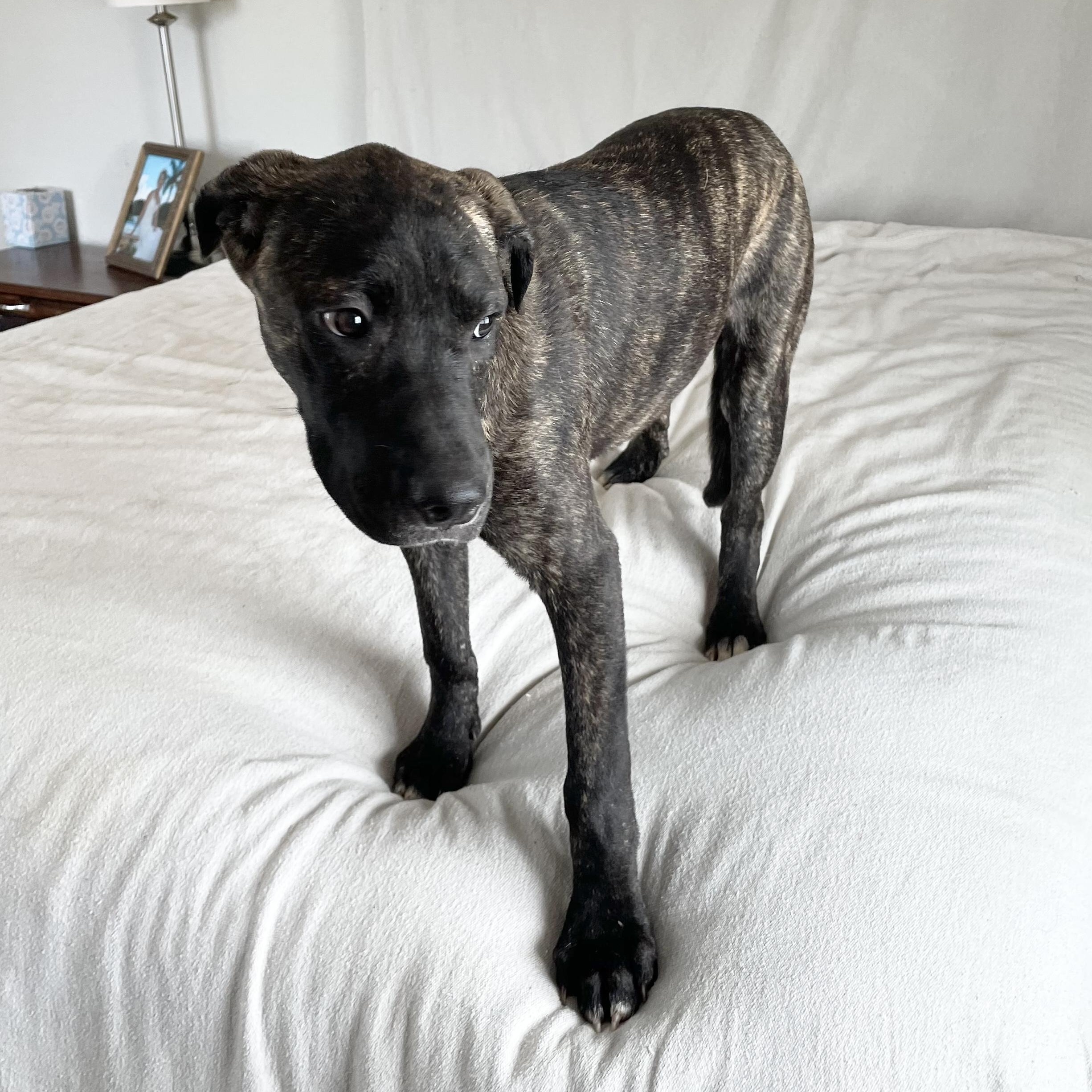Enlarge Perfect Gaia, a Adoptable mixed breed in West Hartford , CT image 4/5