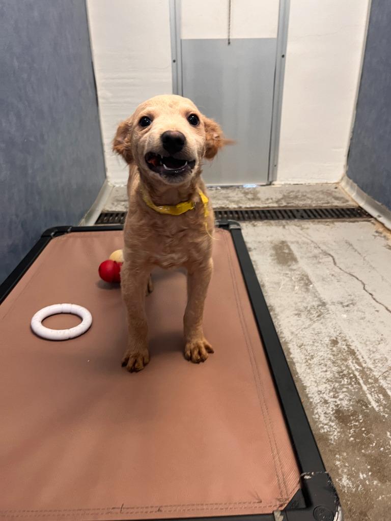 Silvio, Adoptable, Puppy Male Poodle.