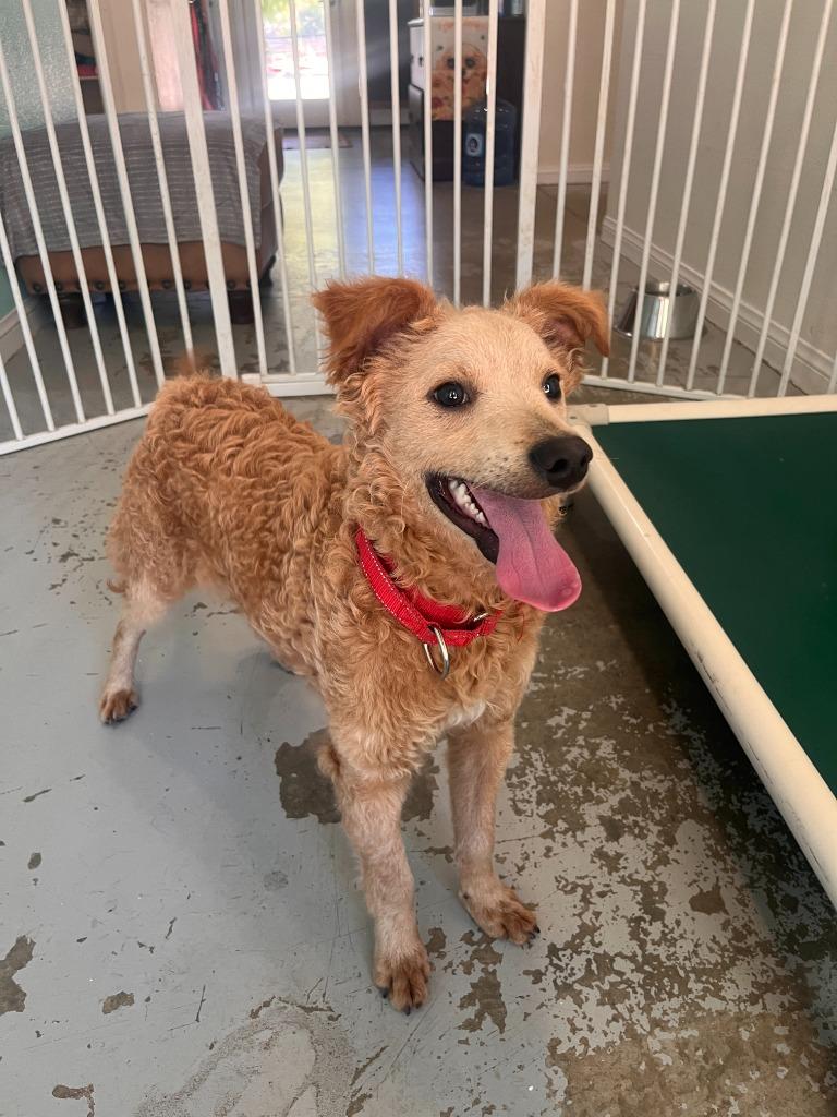 Enlarge Silvio, a Adoptable Poodle in Los Angeles, CA image 2/6