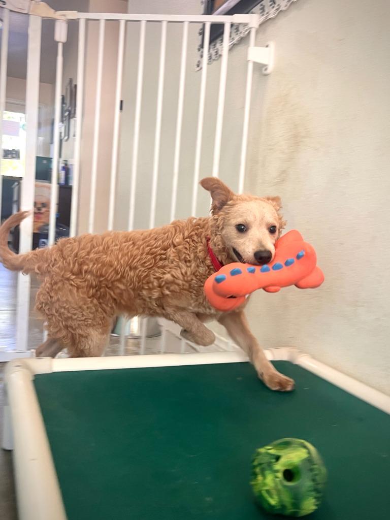 Enlarge Silvio, a Adoptable Poodle in Los Angeles, CA image 3/6