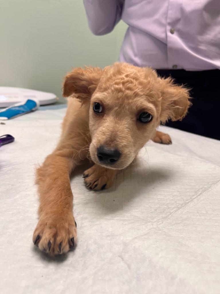 Enlarge Silvio, a Adoptable Poodle in Los Angeles, CA image 4/6